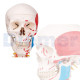 Human Skeleton To 13 With Cover